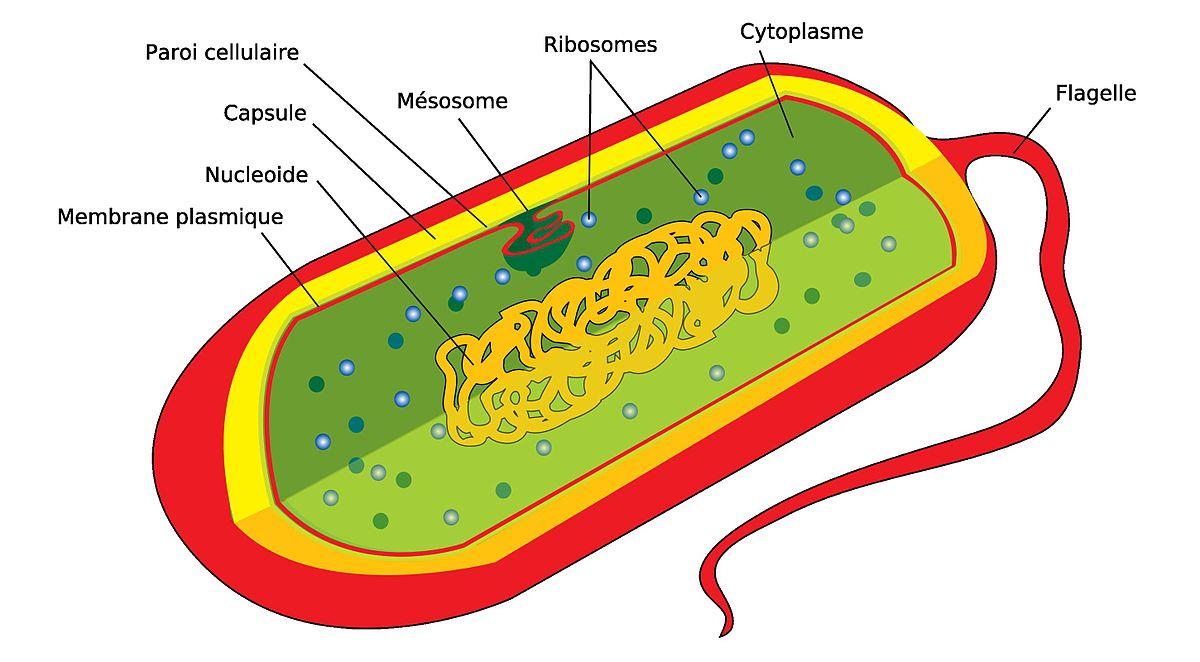 1200px diagramme d une cellule procaryote
