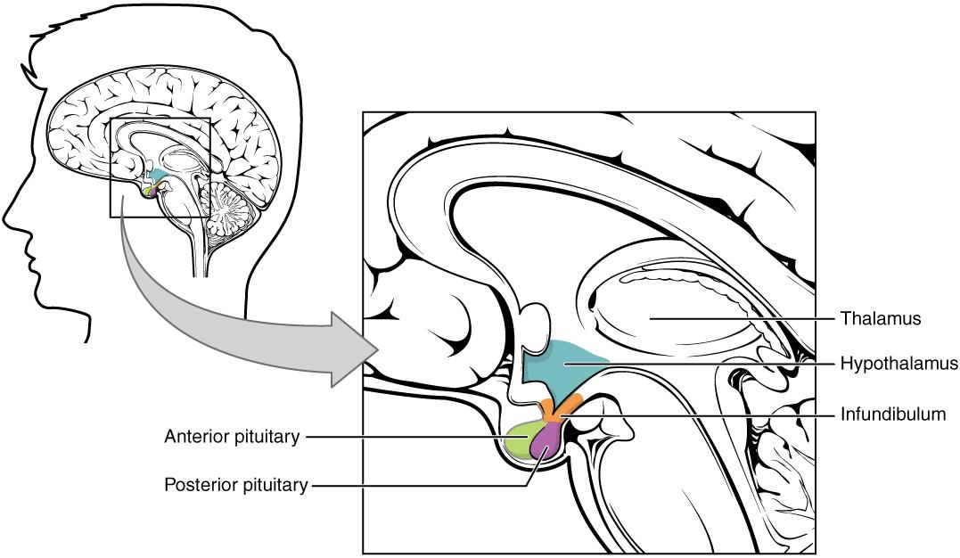 1806 the hypothalamus pituitary complex