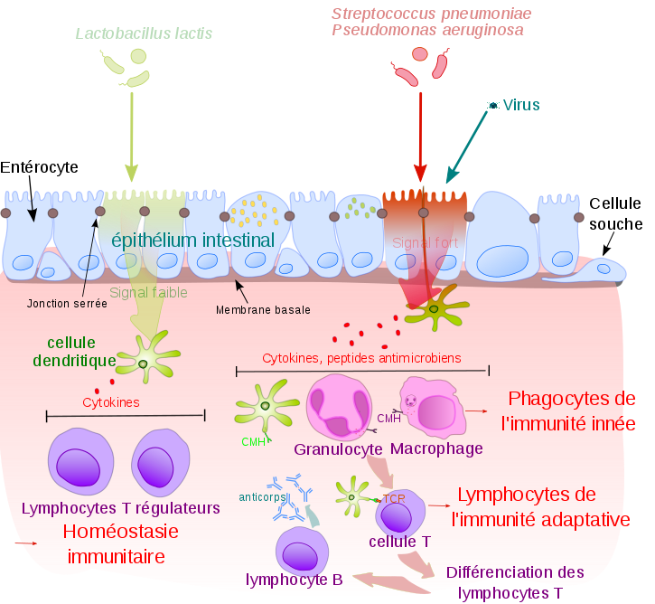 725px schema simplifie de l homeostasie et de la reponse immunitaire svg