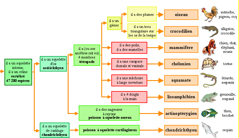 Classification phylo 01vertebres