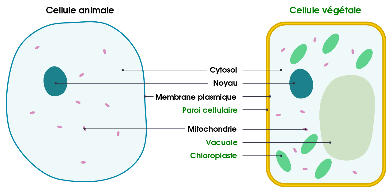 Differences between simple animal and plant cells fr svg