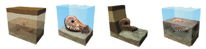 Fossile ammonite a remettre dans l ordre