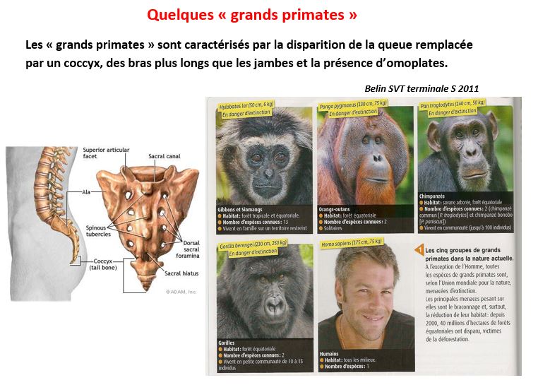 Grands primates