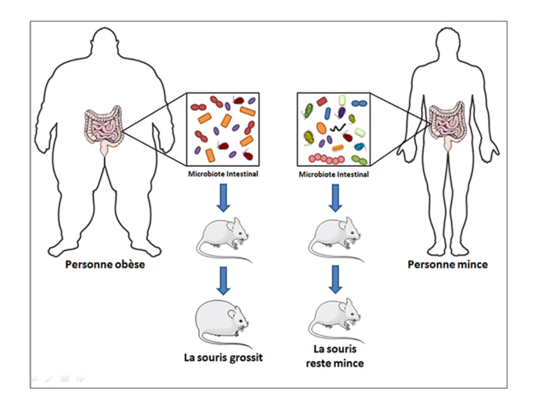 Gut microbiota and obesity