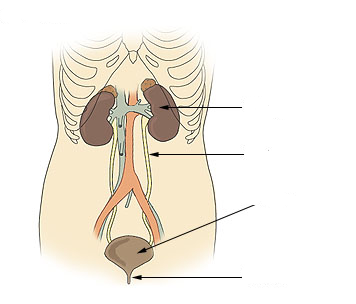 Illu urinary system neutral 1