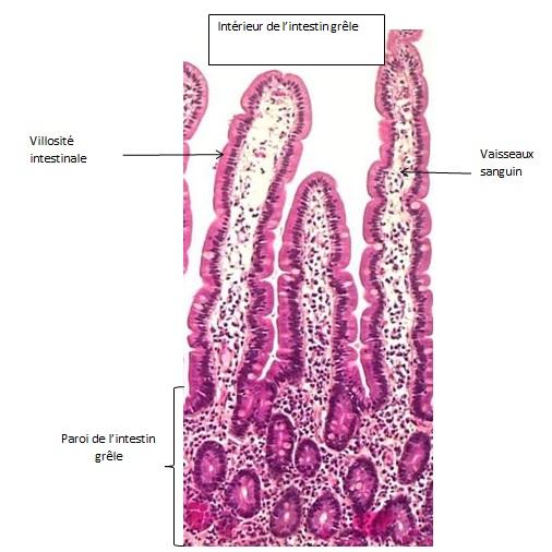 Intestin villosites 1