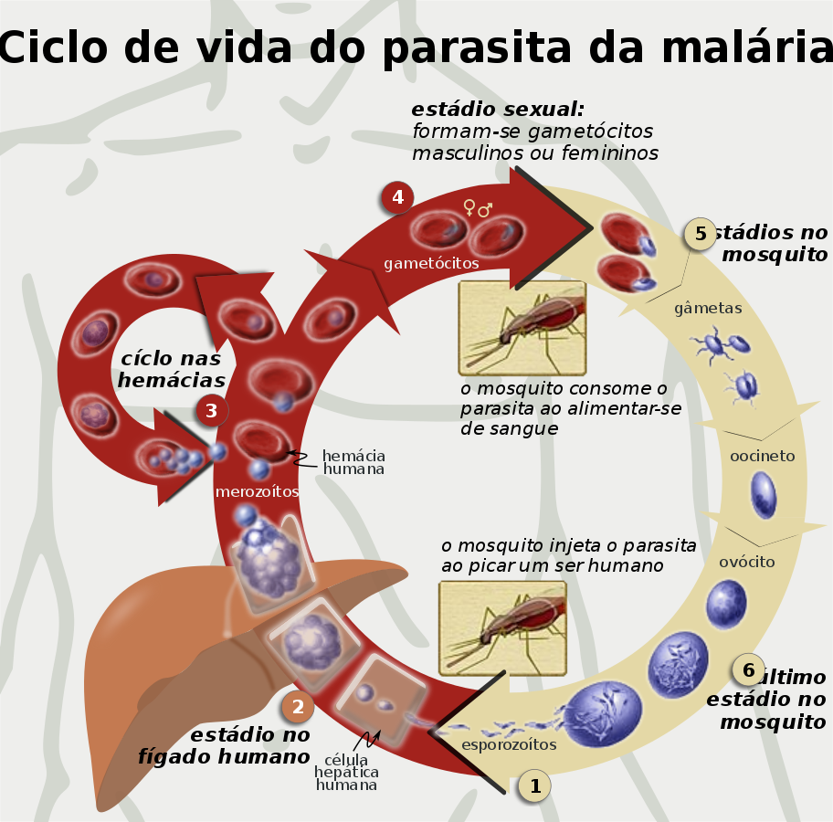 Life cycle of the malaria parasite pt svg