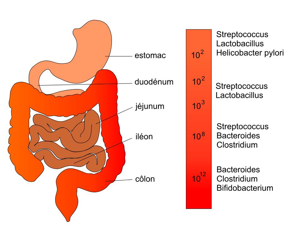 Micobiote tractus digestif svg