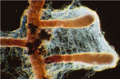 Mycelium sur racine 1