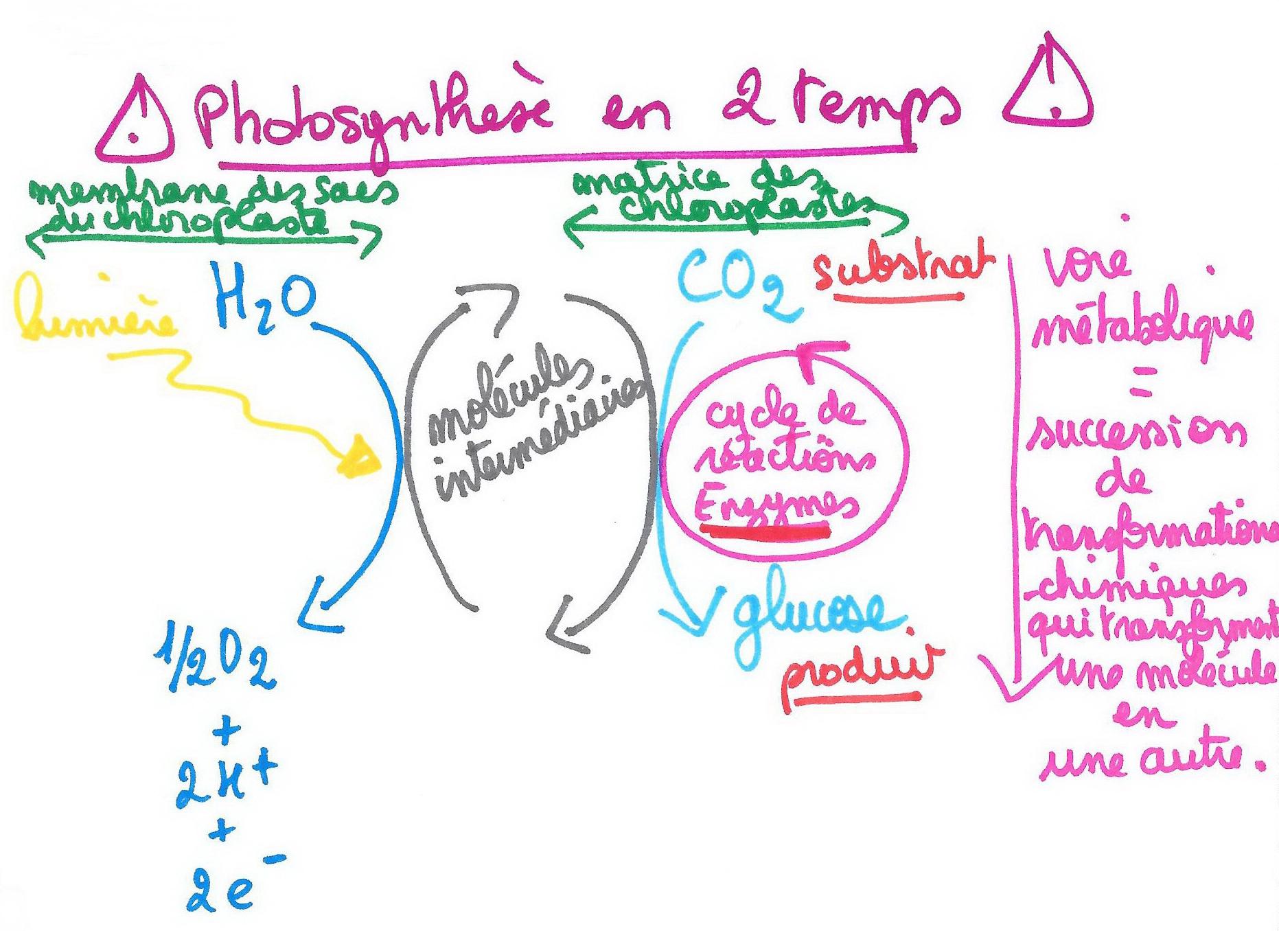 Photosynthese deux etapes