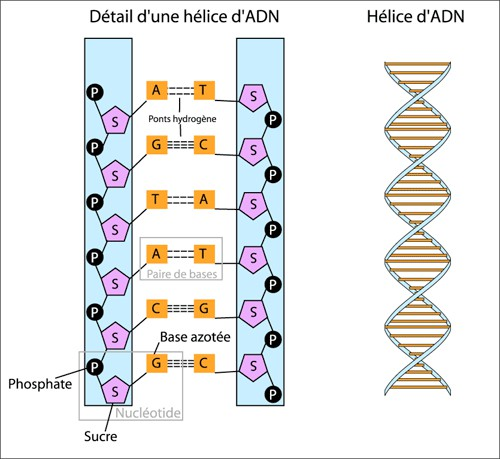 Structure adn