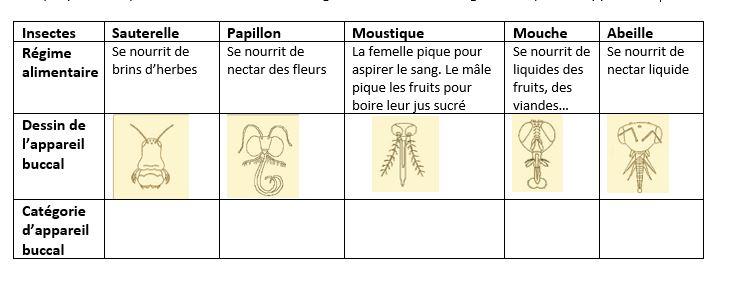 Tableau insecte a completer