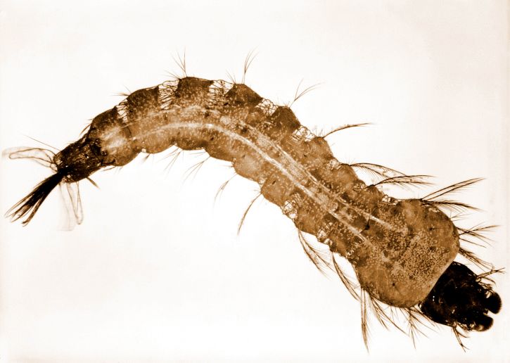This photograph depicts an anopheles stephensi mosquito larva 725x516
