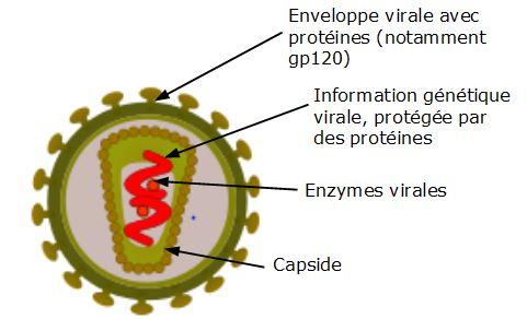 Virus vih
